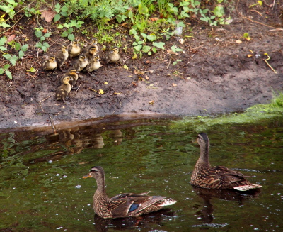 [TWo female mallards swim in the water near the edge of a bank on which 10 newborn ducklings stand in a group. ]
